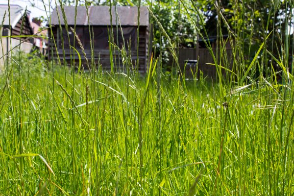 Overgrown Lawn Trimming in Niceville