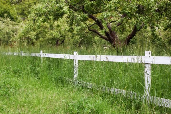 Cost of Fence Line Trimming in Niceville